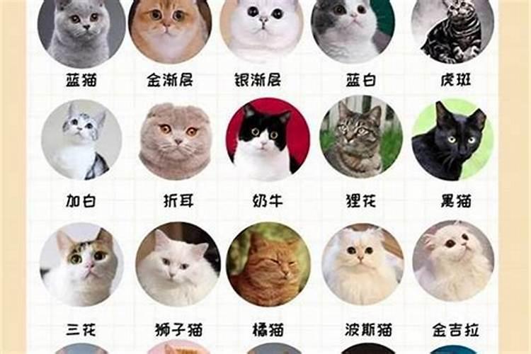 什么属相适合养猫？
