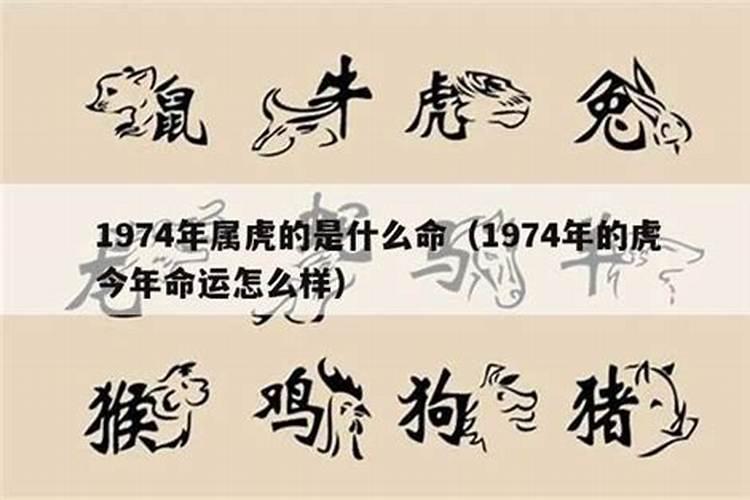 74年的虎今年的运程