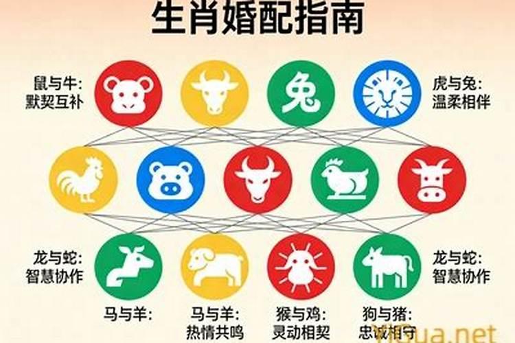 属马的和属猪的八字合吗？