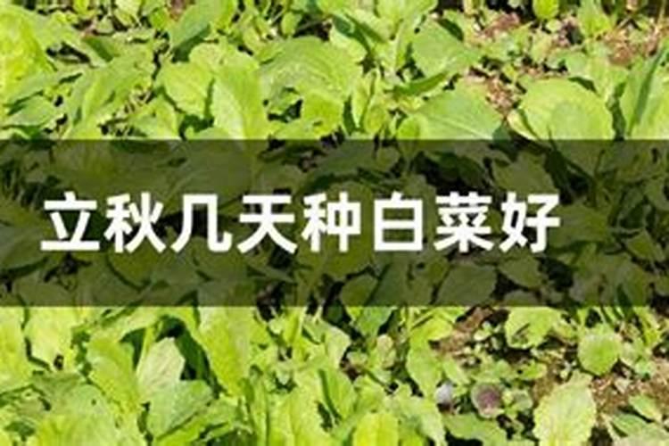 立秋种的白菜几月份收？
