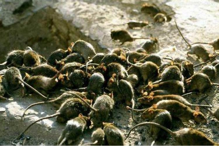 梦见好多大老鼠满地跑是什么意思？