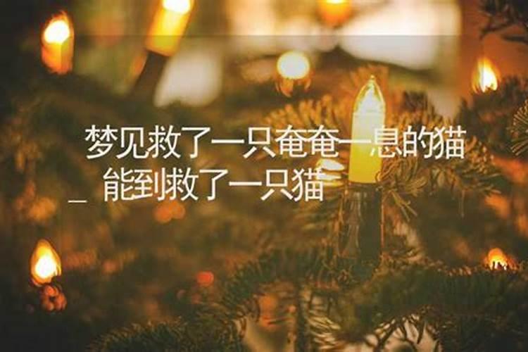 梦见供桌上奄奄一息的猫