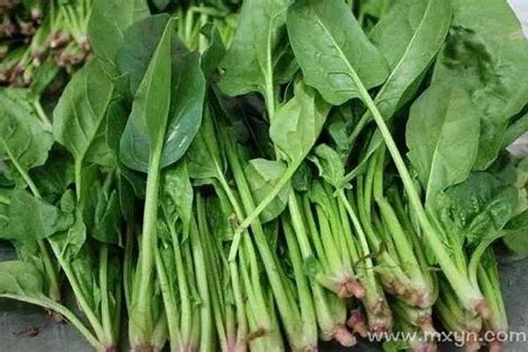 梦见买菠菜是什么预兆？