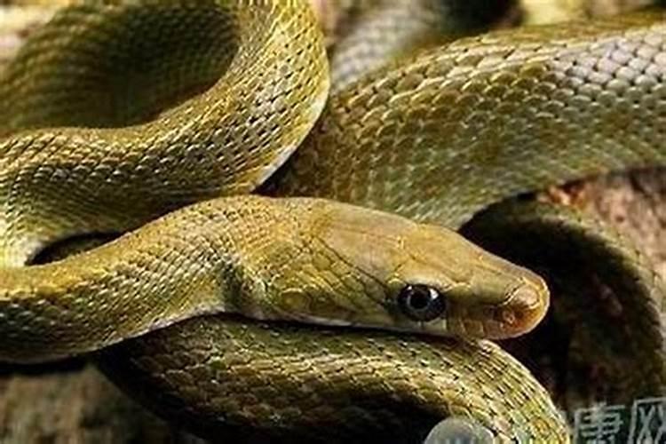 梦见蛇追我要咬我我把他被踩死