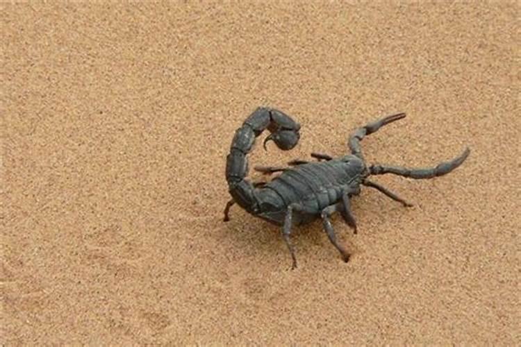 做梦梦见蝎子是什么意思？