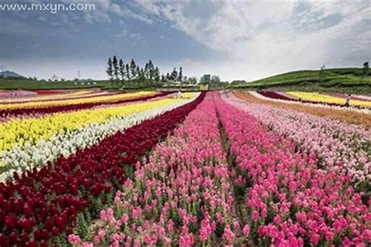 怀孕梦见花是什么意思？