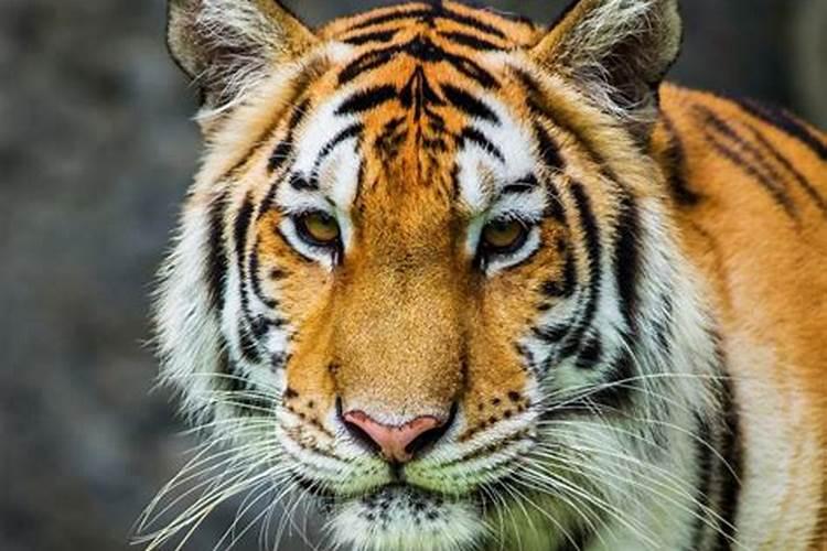 62年的虎六月运势如何？