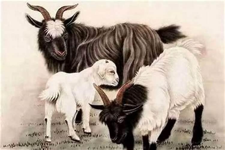 男属羊女属马合婚吗？