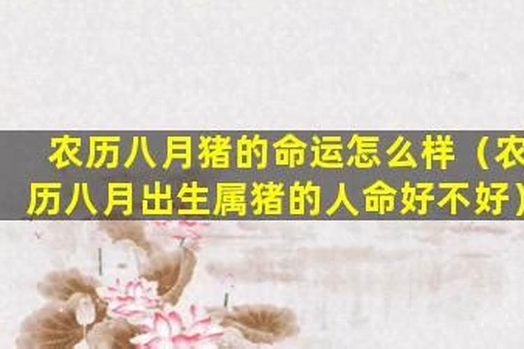 农历八月十五属猪男孩命运