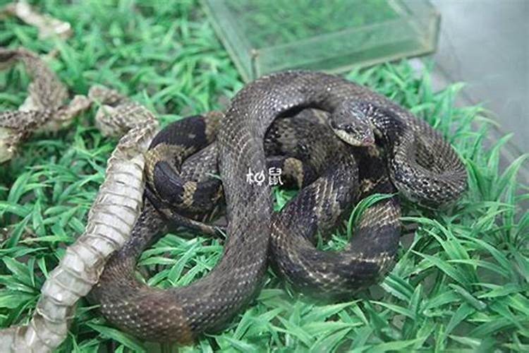 怀孕梦到蛇是什么意思？