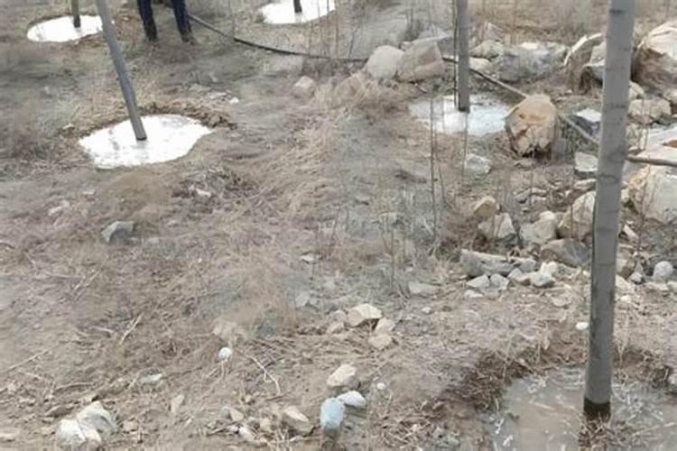 农历正月十五后能种植什么？