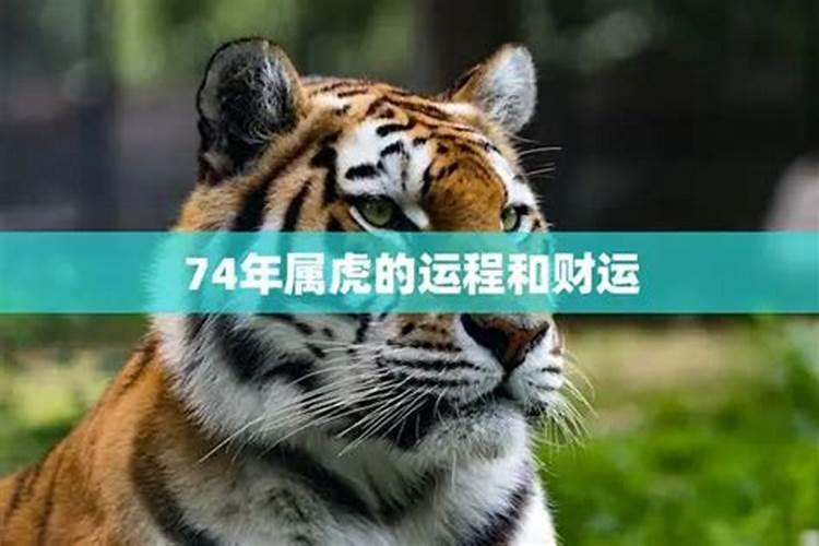 74年属虎的今年的运势