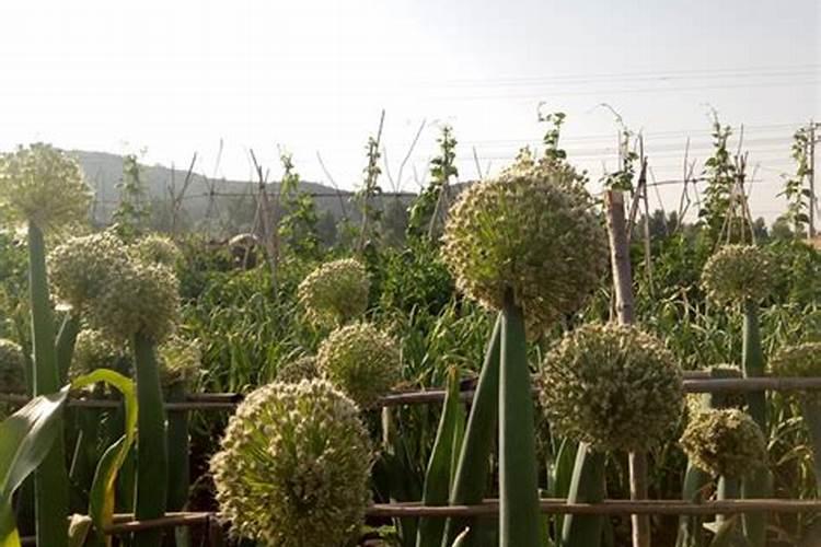 立春大葱几月开花？