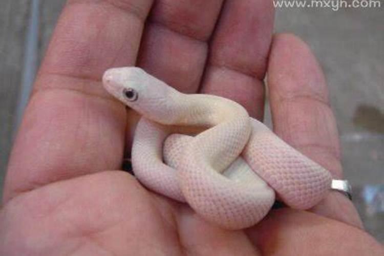 梦到小蛇爬到自己身上