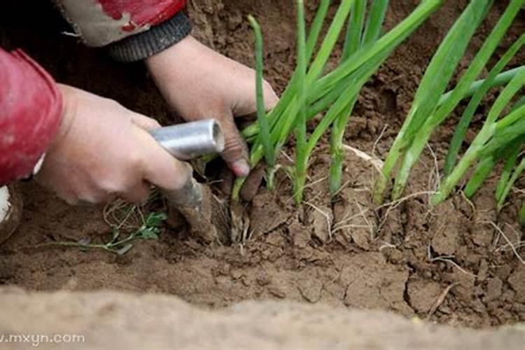 梦见挖葱是什么意思？