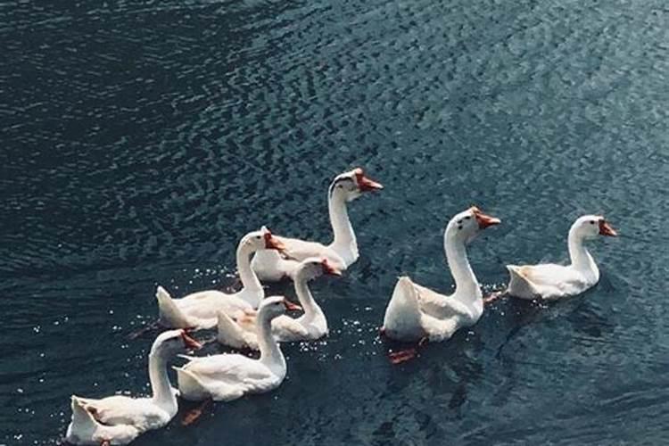 梦见鹅什么意思？