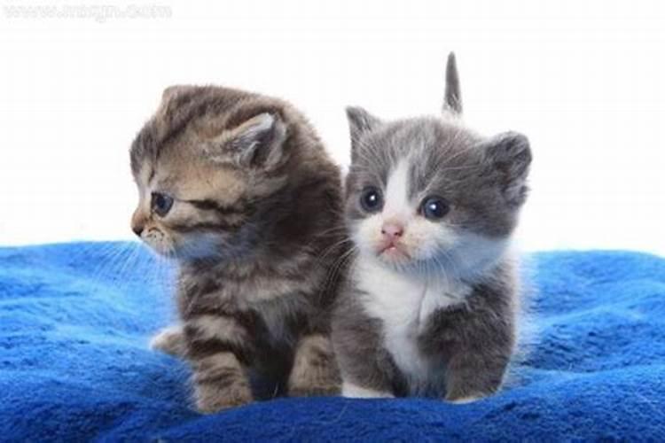 梦见几只小猫？