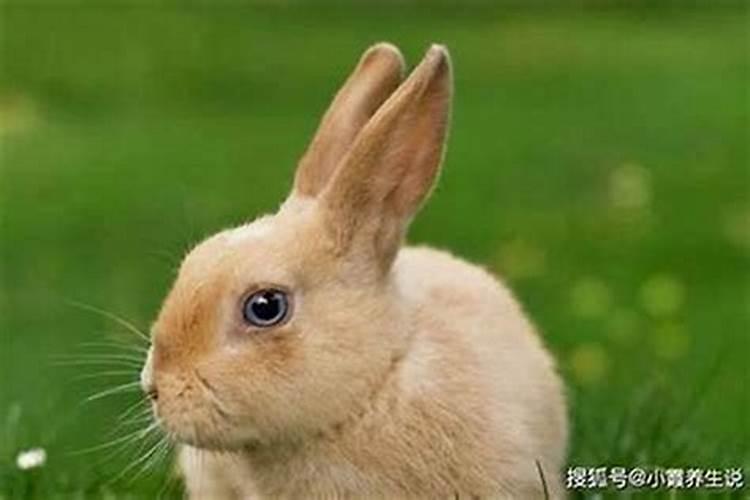 兔男鼠女合婚吗？