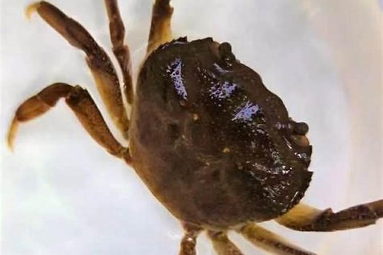 梦见鱼虾成群什么意思？