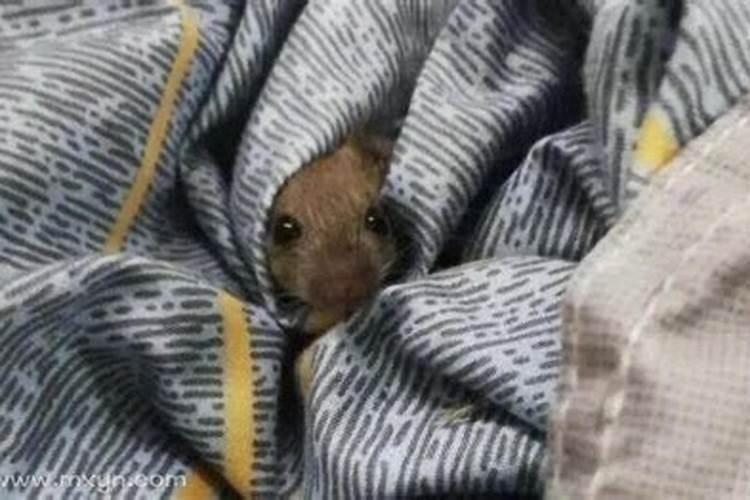 梦见老鼠爬到自己身上被吓醒