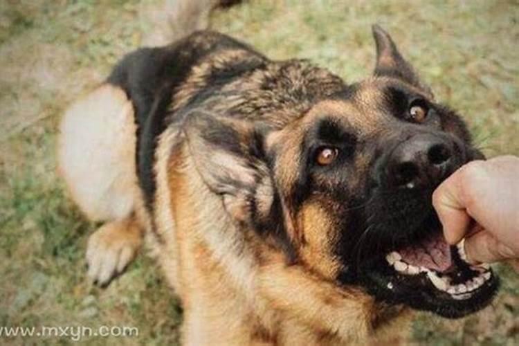 梦见大狗咬我是什么预兆周公解梦？