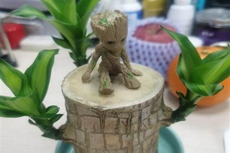 巴西木的小人是啥意思？