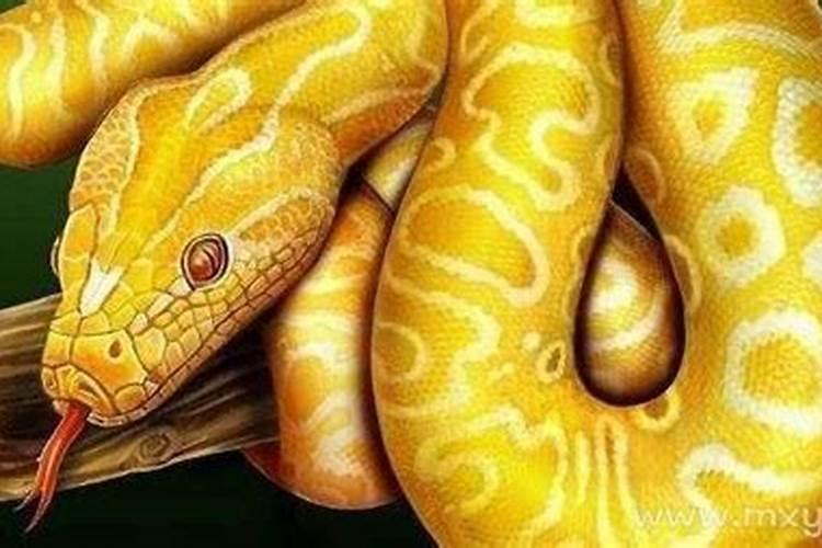 晚上睡觉梦见蟒蛇是什么预兆？