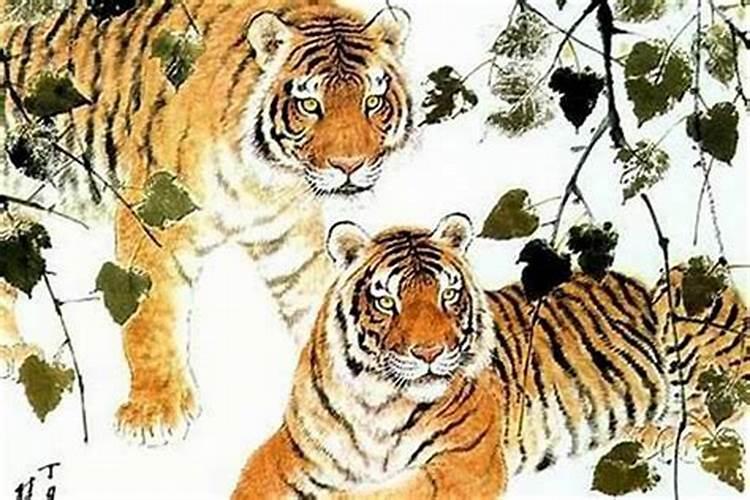 虎的本命年好不好？