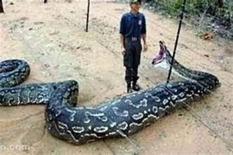 梦到吃人的大蟒蛇有什么预兆吗？