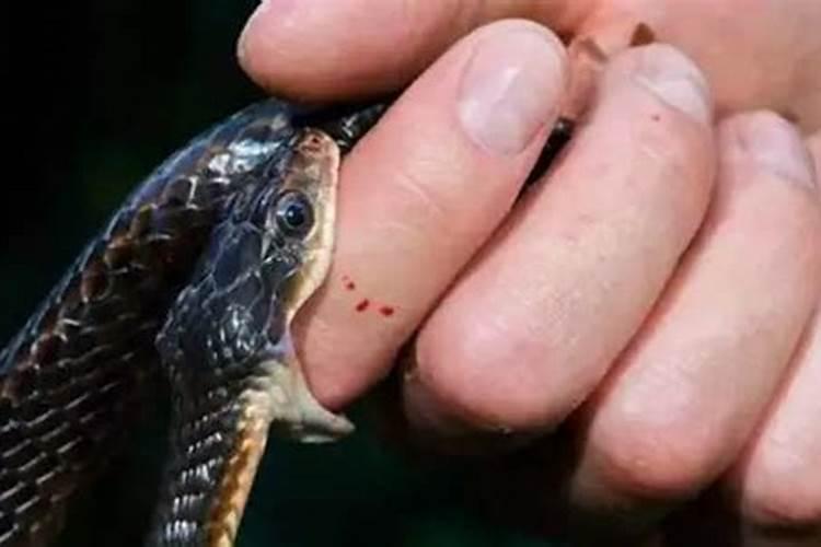 梦见老公儿子被蛇咬