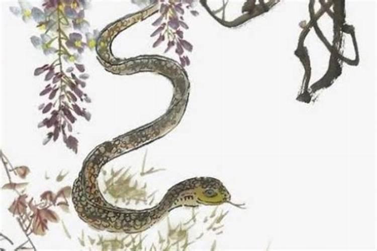 属蛇的今年下半年的运势好不好？