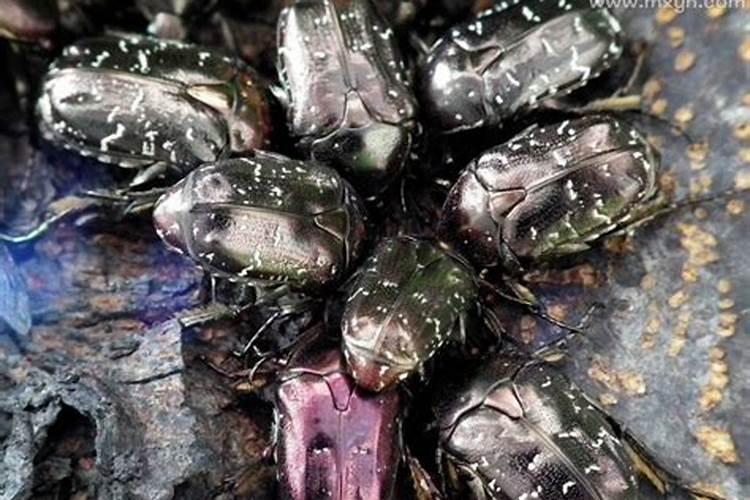 梦见好多动物虫子是啥意思？