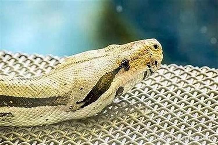 梦见蟒蛇进家什么征兆？