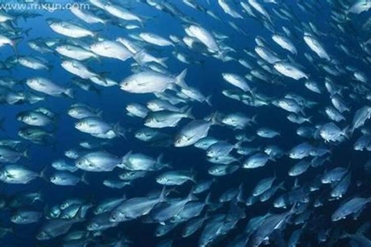 梦见鱼是胎梦吗？