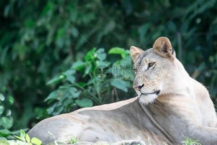 狮子女最近消息