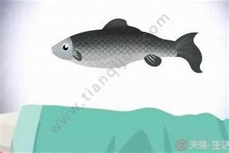 鱼死了有什么预兆？