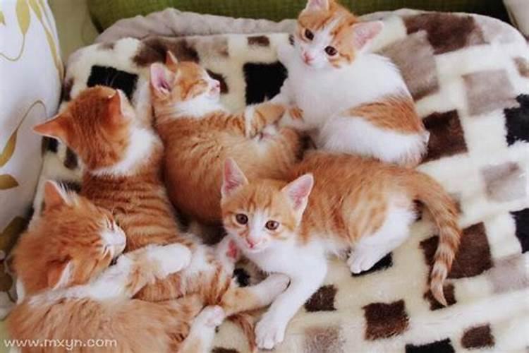 梦见猫生小猫什么预兆？