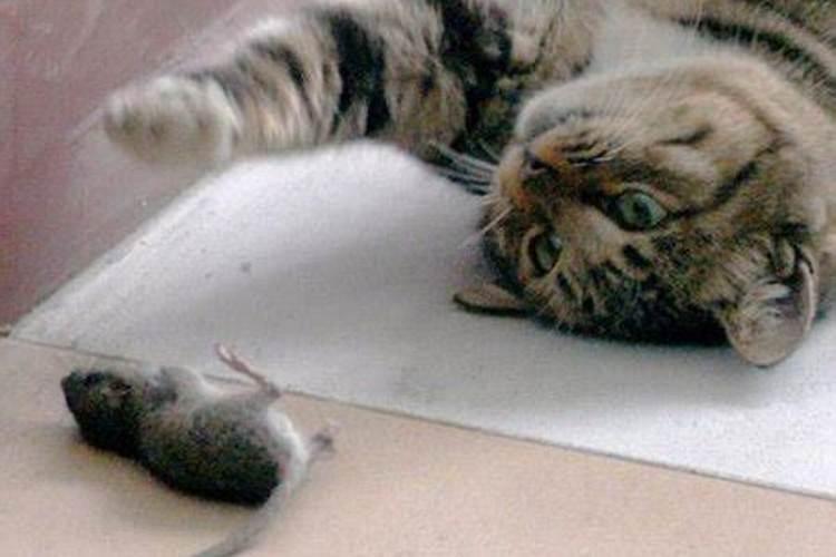 梦见被窝里有老鼠和猫