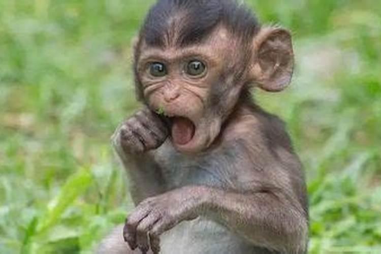 2026年属猴8月份运势怎么样？