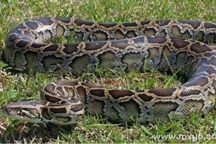 怀孕期间梦见蟒蛇是什么意思啊？