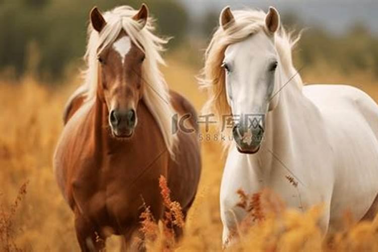 梦见两匹特别好看的马