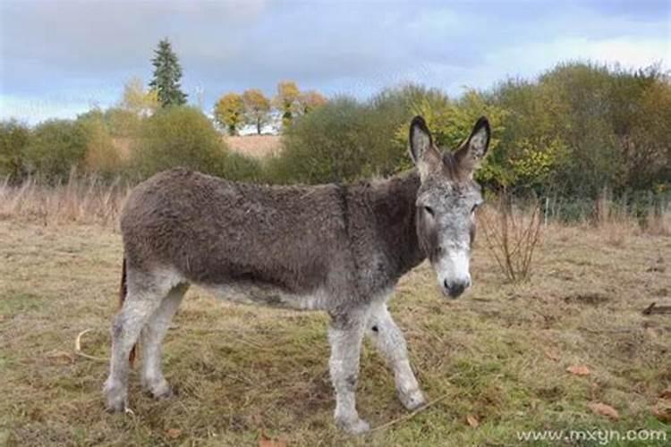 梦见小毛驴是什么意思？