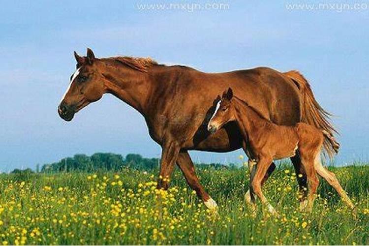 梦见马是什么预兆什么意思？