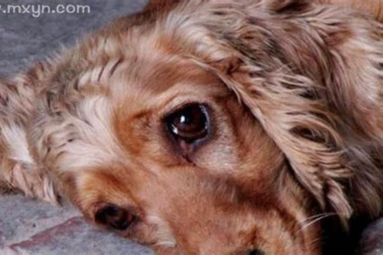 梦见狗丢了哭的很伤心