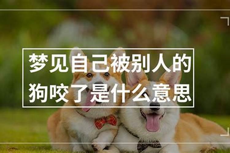 怀孕梦见自己被别人的狗咬了