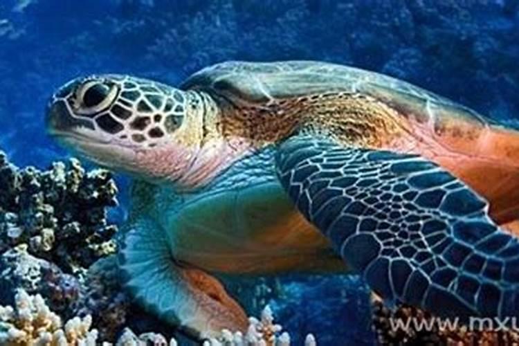 梦见大海龟是什么征兆？