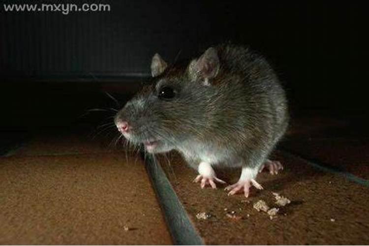 梦见老鼠咬自己什么预兆周公解梦？