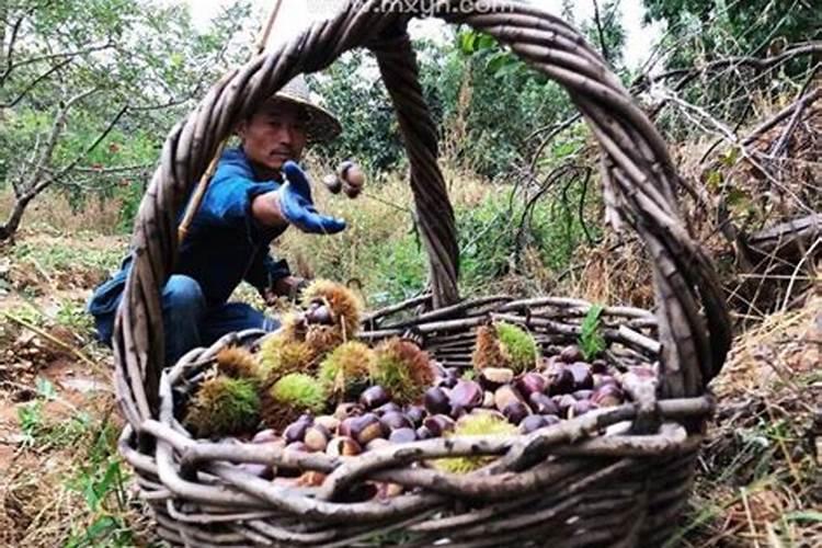 梦见捡栗子是什么意思？