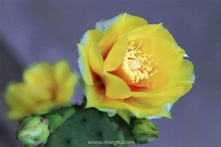 梦见开花了是什么意思？