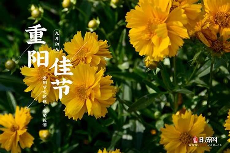 今年的重阳节是阳历多少号？